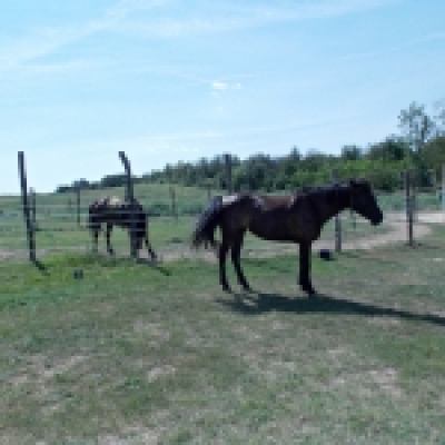 Venter Farm lovasoktatás, lovastúrák Tolna megye